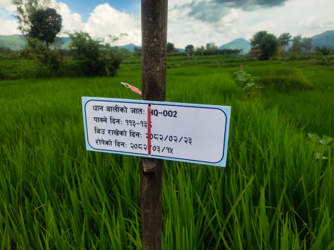 पाँचखालमा धानका तीन जातकाे परीक्षण सफल हुँदै