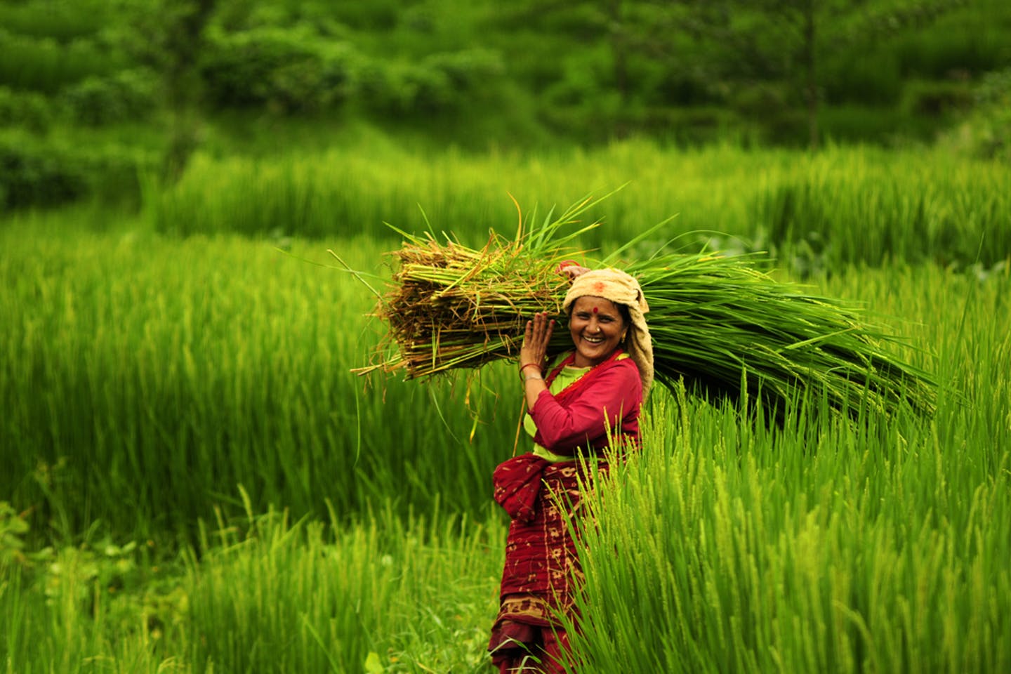 धान उत्पादनमा वृद्धि भएको विश्व बैंकको रिपोर्ट