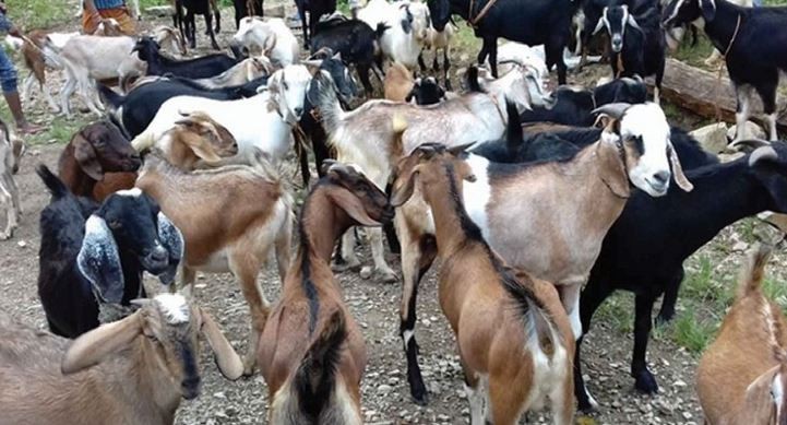 यस वर्ष दसैँमा खाद्य कम्पनीले खसी, बोका नल्याउने