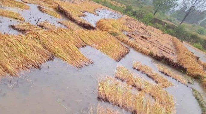 वर्षा र बाढीपहिरोका कारण कृषि क्षेत्रमा ठूलो क्षति