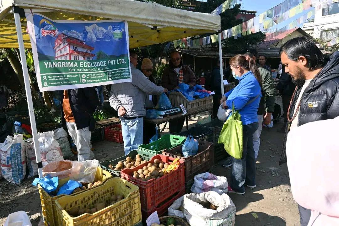 हेलम्बुको किबि काठमाडौँमा : सानो उत्सव, किसानका लागि ठूलो सम्भावना