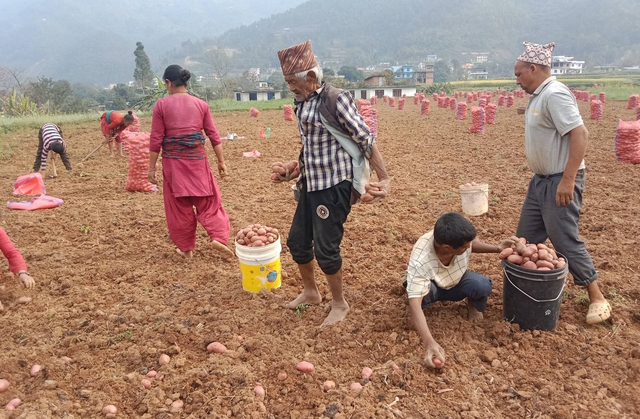 मण्डनमा आलु उत्पादन दोब्बरले बढ्यो, भाउ नपाउँदा भने किसान चिन्तित