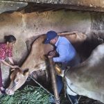 मण्डनदेउपुर–६ का पशुहरूमा लम्पी स्किन डिजिजको मिल्दोजुल्दो लक्षण, पशु ओसारपसारमा रोक