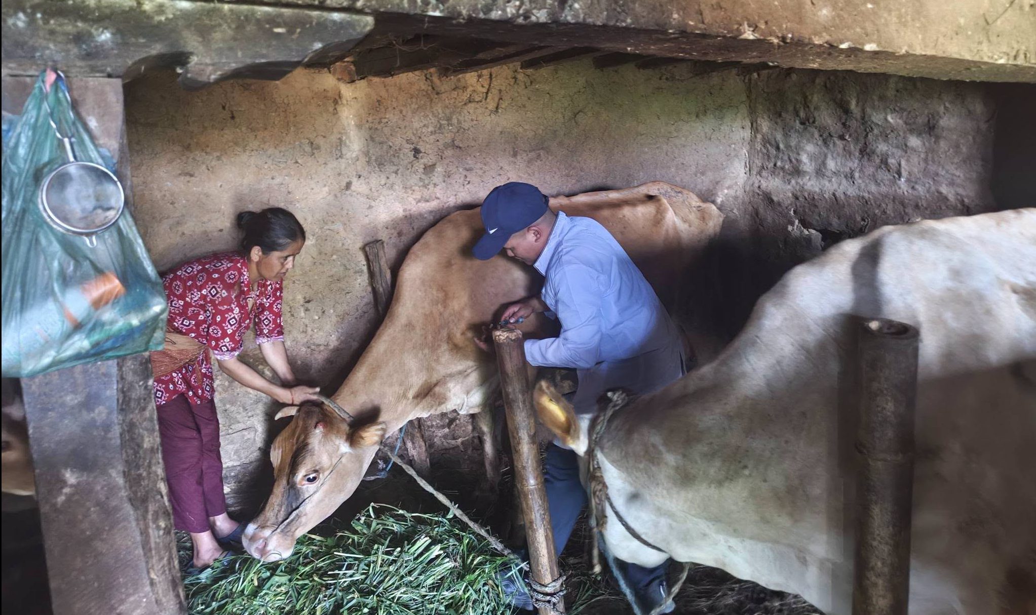 धुलिखेलमा-२ मा गाई–भैंसी बाँझोपन निवारण शिविर सम्पन्न