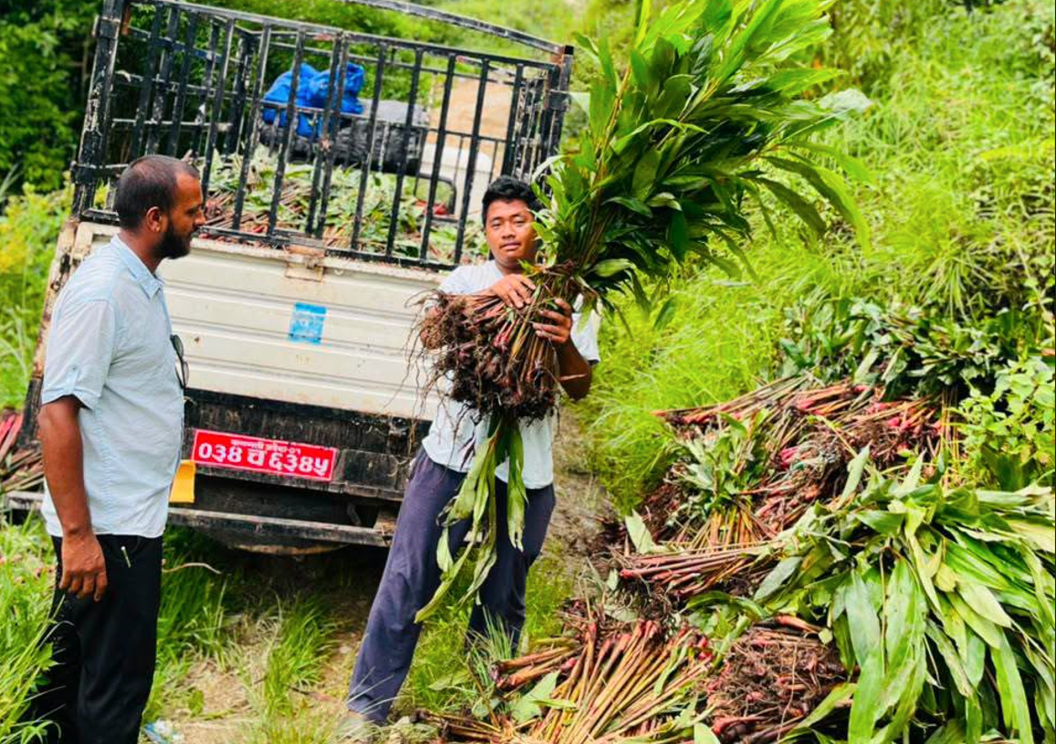 सिन्धुपाल्चोकको हेलम्बुमा अलैंची खेतीप्रति किसान आकर्षित, बढ्दै आम्दानीको आशा