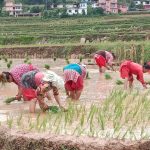 असार सकिन लाग्दा देशभर ५० प्रतिशत धान रोपाइँ, कुन प्रदेशमा कति ?