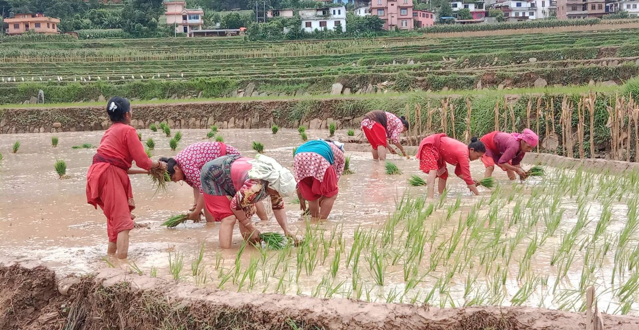 असार सकिन लाग्दा देशभर ५० प्रतिशत धान रोपाइँ, कुन प्रदेशमा कति ?
