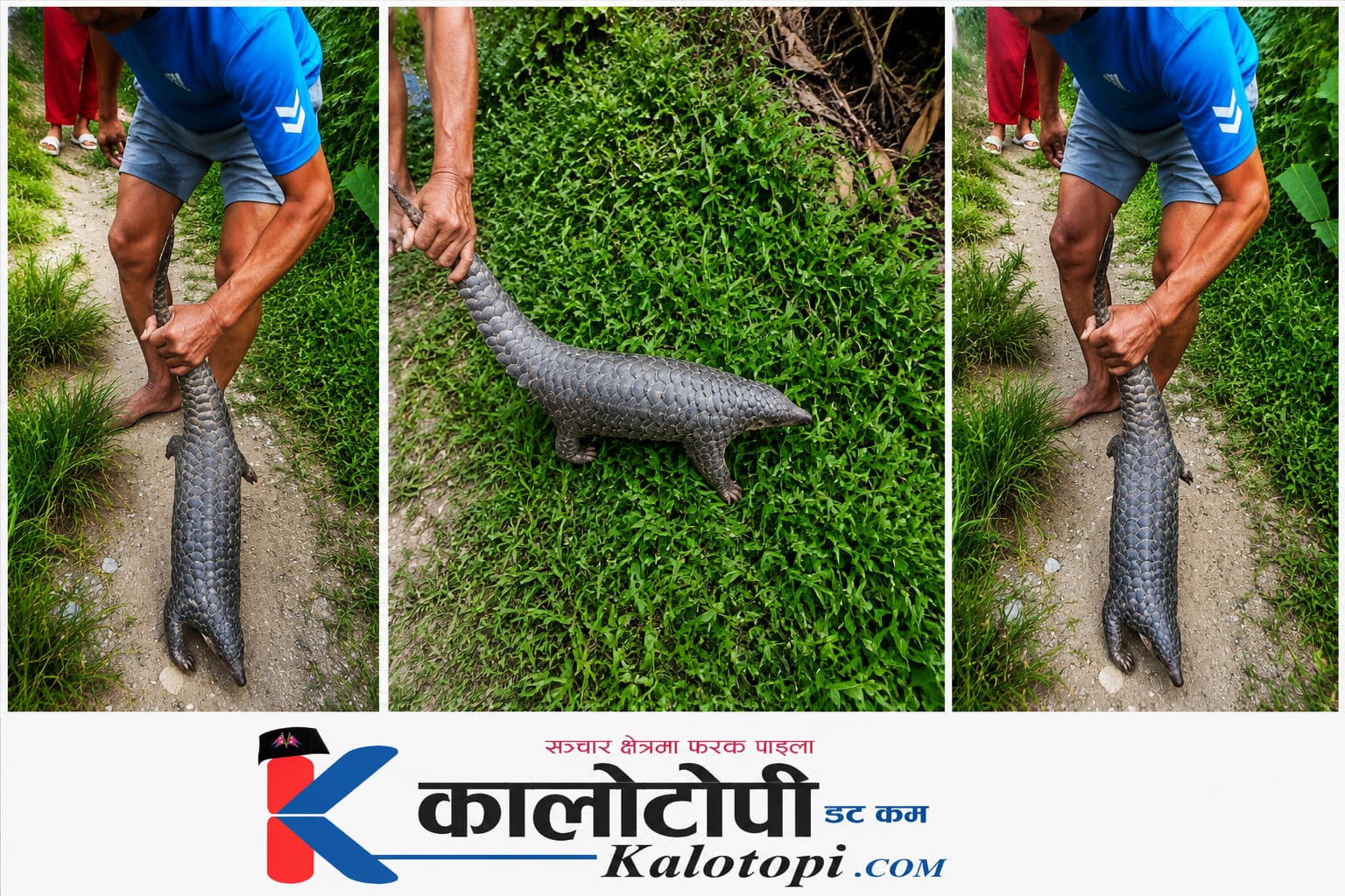 धुलिखेल-५ श्रीखण्डपुरमा दुर्लभ सालक भेटियो, स्थानीयद्वारा सुरक्षितरूपमा जंगलमा छाेडियो