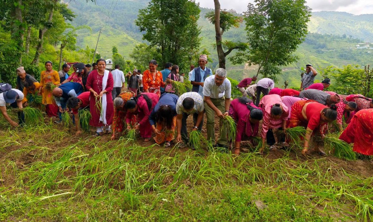 राष्ट्रिय कोदो दिवसको अवसरमा चौरीदेउरालीमा कोदो रोपाइँ कार्यक्रम