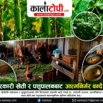 बनेपा-४ का किसान सिग्देलकाे व्यावसायिक कृषि अभियान, लोकल काँक्रा उत्पादनदेखि गाईपालनसम्म