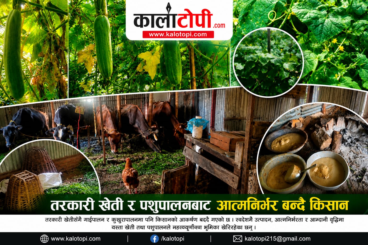 बनेपा-४ का किसान सिग्देलकाे व्यावसायिक कृषि अभियान, लोकल काँक्रा उत्पादनदेखि गाईपालनसम्म