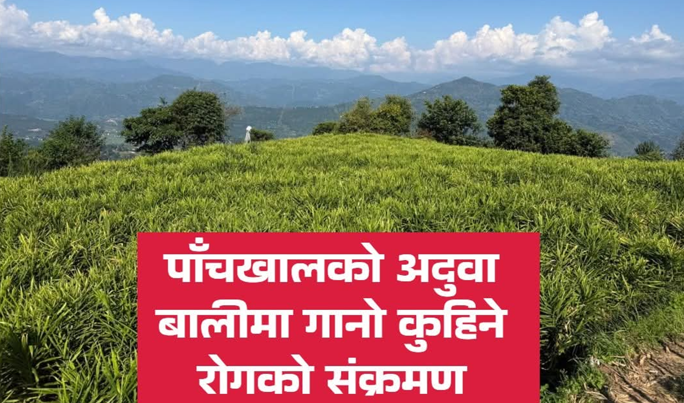 पाँचखालमा अदुवा बालीमा गानो कुहिने रोगको संक्रमण